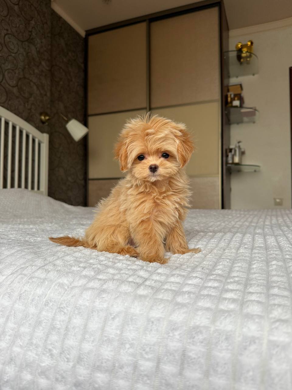 Milo Toy Poodle puppy for sale in Texas at Tiny Paw